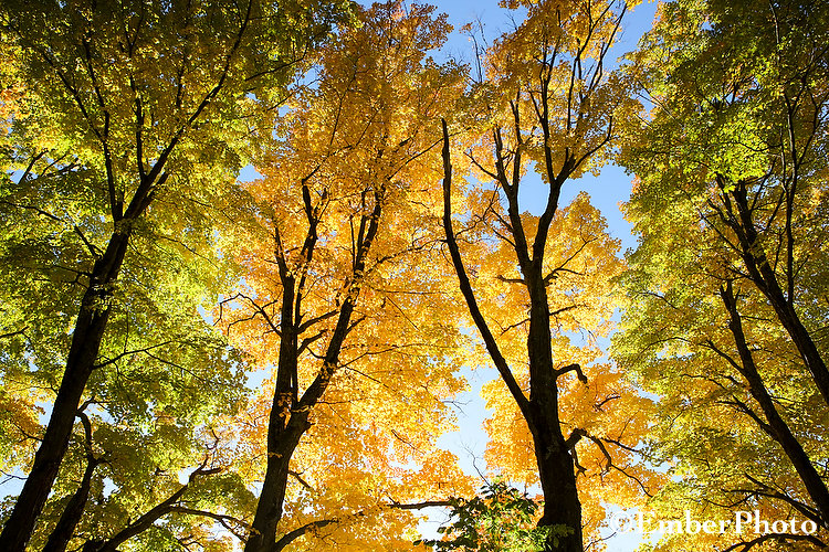 Vermont Trees/Forest EmberPhoto